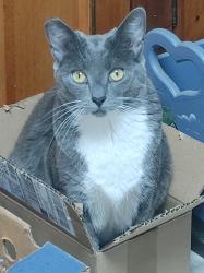 Lost Female Cat last seen W 4th Ave/Garrad St., W 4th Ave,  