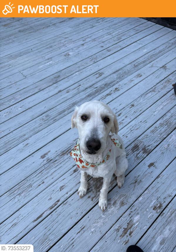 Found/Stray Female Dog last seen HWY 22, Whispering Pines, NC 28327