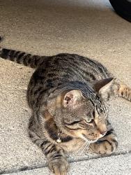 Found/Stray Unknown Cat last seen North of 16 and East of Dodge Park Rd, Sterling Heights, MI 48312