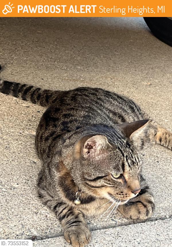 Found/Stray Unknown Cat last seen North of 16 and East of Dodge Park Rd, Sterling Heights, MI 48312