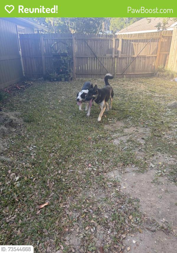 Reunited Male Dog last seen Se 36th Ave & se 52nd St, Marion County, FL 34480