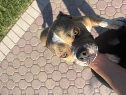 Found/Stray Female Dog last seen Found by woof n wag, Miami, FL 33175