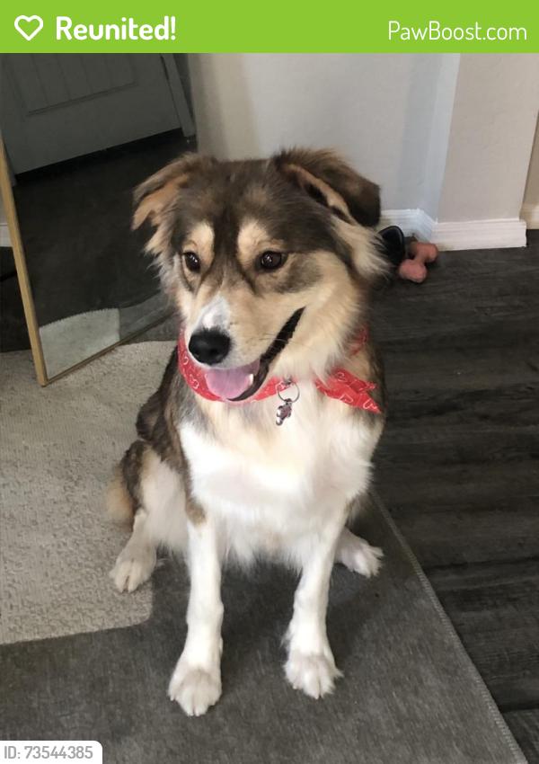 Reunited Female Dog last seen 91st ave and McDowell rd, Phoenix, AZ 85037