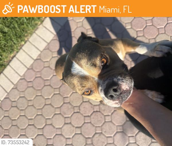 Found/Stray Female Dog last seen Found by woof n wag, Miami, FL 33175