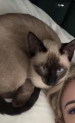 Reunited Female Cat last seen Justin, TX 76247, USA, Justin, TX 76247