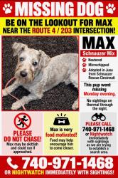 Lost Male Dog last seen Rt 4/203 intersection, Pleasant Township, OH 43342