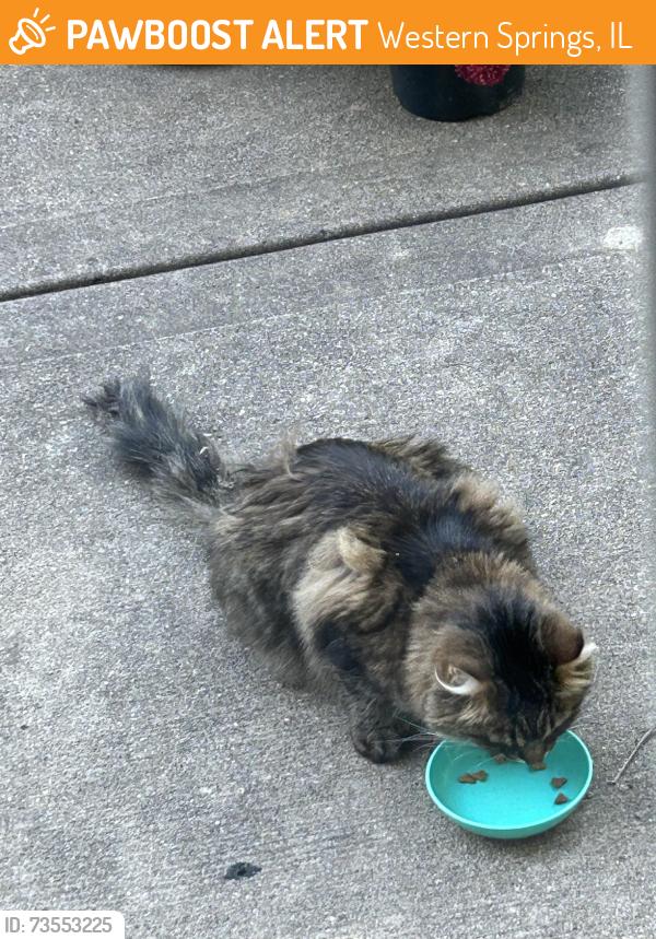 Found/Stray Unknown Cat last seen commonwealth ave western springs il, Western Springs, IL 60558