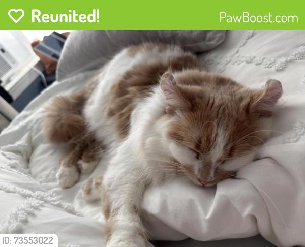Reunited Female Cat last seen Anderson mountain road/rolling view lane, Lincoln County, NC 28650