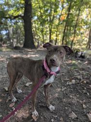Shelter Stray Female Dog last seen Near W. Lexington St.,Unit 1008, 21201, MD, 2490 Giles Rd, Baltimore, MD 21225, USA