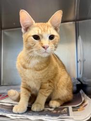 Shelter Stray Unknown Cat last seen Near W Pembroke Ave, Hampton, VA, 5843 Jefferson Ave, Newport News, VA 23605, USA