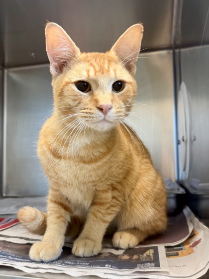 Shelter Stray Unknown Cat last seen Near W Pembroke Ave, Hampton, VA, 5843 Jefferson Ave, Newport News, VA 23605, USA