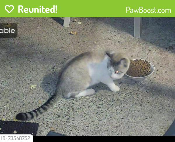 Reunited Unknown Cat last seen Viking Blvd and Jackson st ne East Bethel, MN 55011, East Bethel, MN 55011
