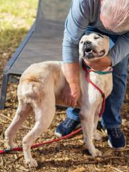 Shelter Stray Female Dog last seen Miller Rd & Covington Hwy Redan, GA 30035, 30035, GA, 3280 Chamblee Dunwoody Rd, Chamblee, GA 30341, USA