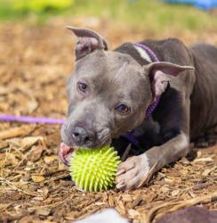 Shelter Stray Female Dog last seen Near Covington Highway, Decatur, GA, 30035, 30035, GA, 3280 Chamblee Dunwoody Rd, Chamblee, GA 30341, USA