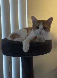 Reunited Female Cat last seen Starbucks, Santa Ana, CA 92705