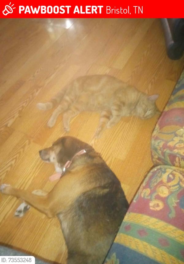 Lost Female Dog last seen Near Deck Valley Rd, Bristol, TN 37620