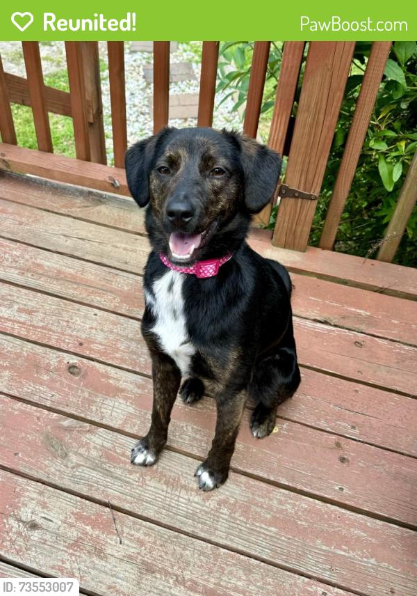 Reunited Female Dog last seen Behind Lenoir Veterinary hosp, Lenoir, NC 28645