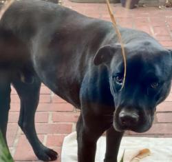 Reunited Male Dog last seen Sonora High School, Brea, CA 92821
