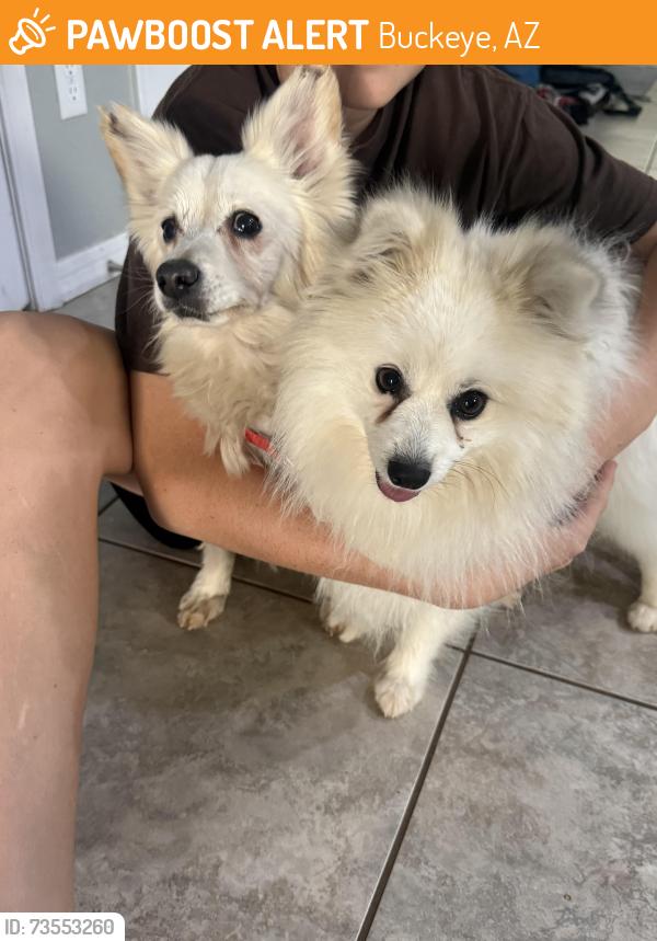 Found/Stray Male Dog last seen Grace fellowship church, Buckeye, AZ 85326