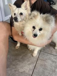 Found/Stray Male Dog last seen Grace fellowship church, Buckeye, AZ 85326