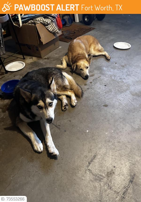 Found/Stray Male Dog last seen McCart, Fort Worth, TX 76133