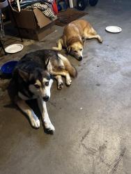 Found/Stray Male Dog last seen McCart, Fort Worth, TX 76133