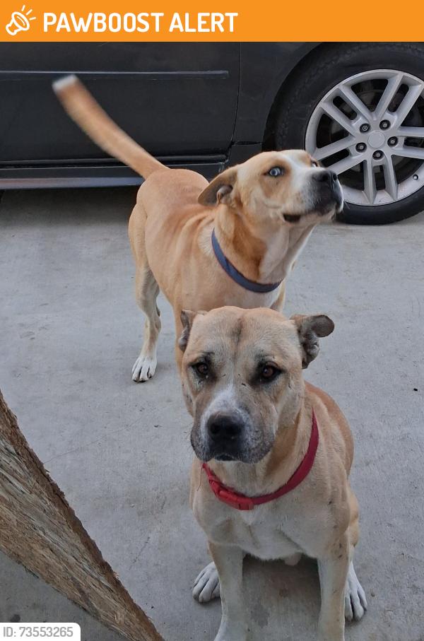 Found/Stray Male Dog last seen 20th Ave and tumbleweed tr., Desert Hot Springs, CA 92258