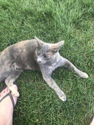 Lost Female Cat last seen Canyon Street and Steptoe, Richland, WA 99352