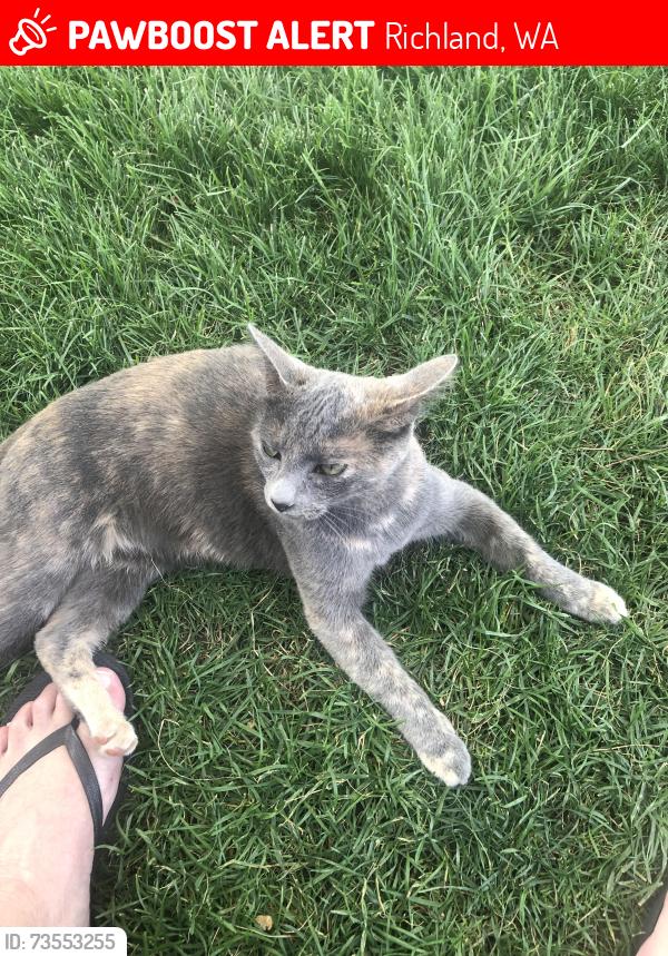Lost Female Cat last seen Canyon Street and Steptoe, Richland, WA 99352