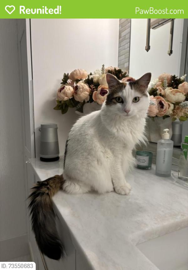 Reunited Female Cat last seen Vanderbilt Beach Ro, Naples, FL 34109