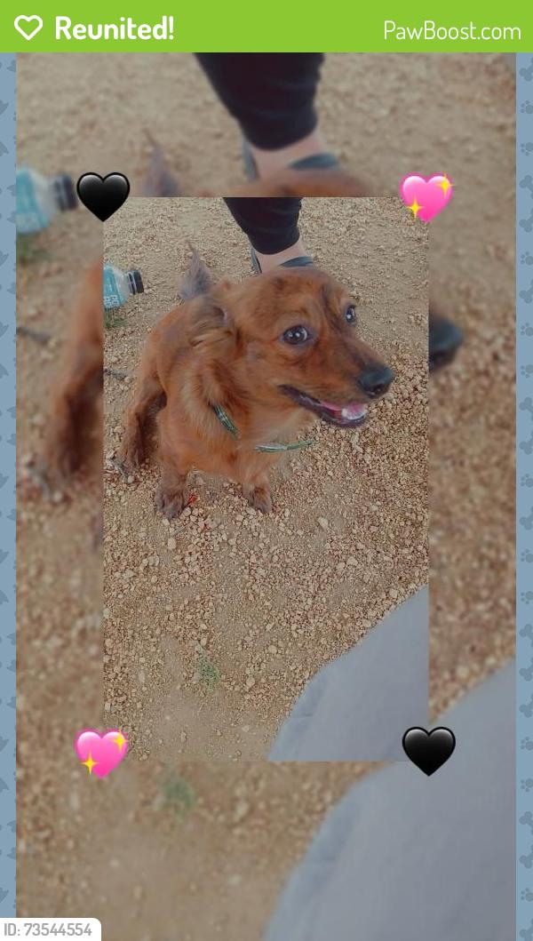 Reunited Male Dog last seen Church street near 90fwy, Crosby, TX 77532