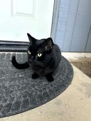 Found/Stray Female Cat last seen Barony Pl next to Safeway on Cowell Blvd, Davis, CA 95618
