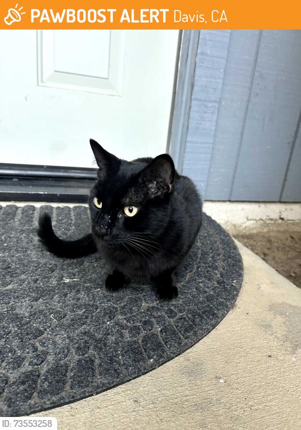 Found/Stray Female Cat last seen Barony Pl next to Safeway on Cowell Blvd, Davis, CA 95618