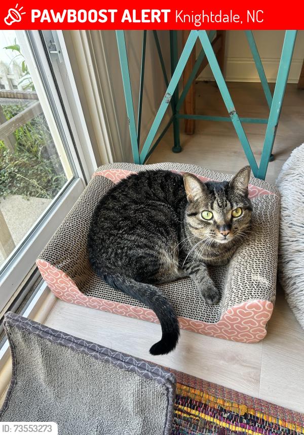 Lost Male Cat last seen Grassy area behind 1108 Savin Lndg in Mingo Creek area, Knightdale, NC 27545