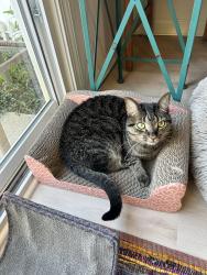 Lost Male Cat last seen Grassy area behind 1108 Savin Lndg in Mingo Creek area, Knightdale, NC 27545