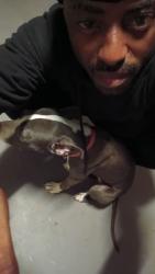 Reunited Female Dog last seen Deltona Blvd fire station, Deltona, FL 32725