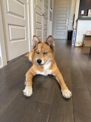 Found/Stray Female Dog last seen Latuli Restaurant, Houston, TX 77024