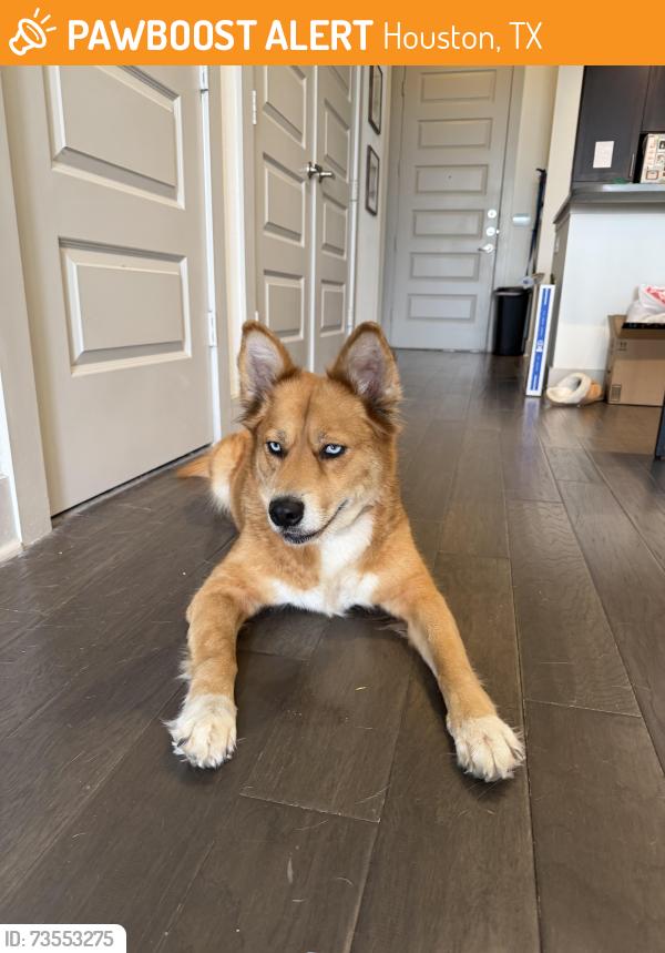 Found/Stray Female Dog last seen Latuli Restaurant, Houston, TX 77024