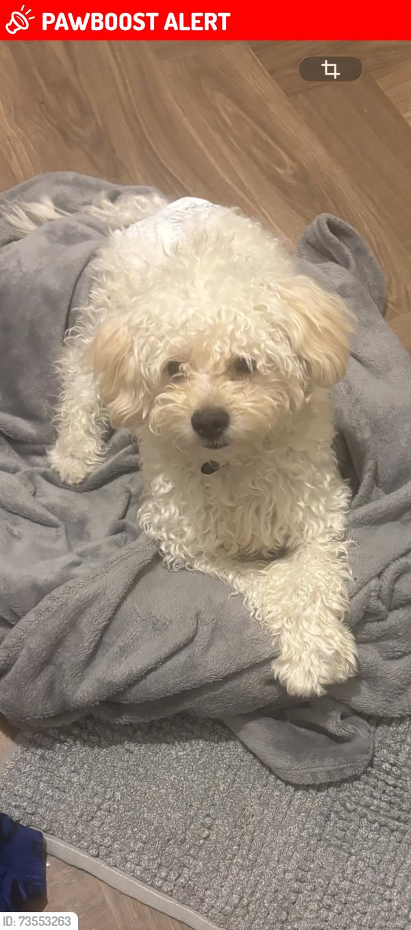 Lost Male Dog last seen Cardiff, Pontprennau, Wales CF23 8AL