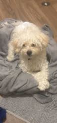 Lost Male Dog last seen Cardiff, Pontprennau, Wales CF23 8AL