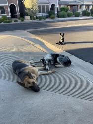 Found/Stray Unknown Dog last seen 51st Ave. and Beardsley, Glendale, AZ 85308