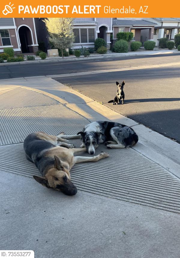 Found/Stray Unknown Dog last seen 51st Ave. and Beardsley, Glendale, AZ 85308