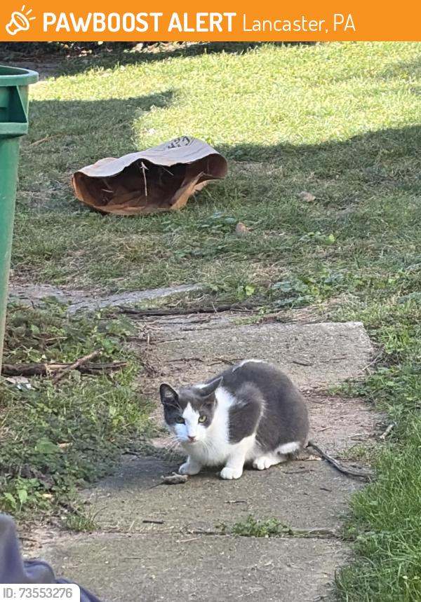 Found/Stray Unknown Cat last seen Behind Dogstar Books, Lancaster, PA 17603