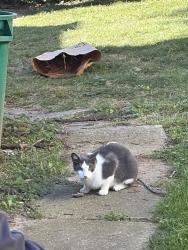 Found/Stray Unknown Cat last seen Behind Dogstar Books, Lancaster, PA 17603