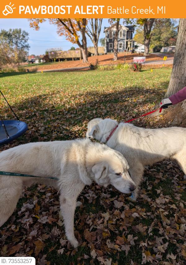 Found/Stray Unknown Dog last seen Stone jug and gethings, Battle Creek, MI 49015