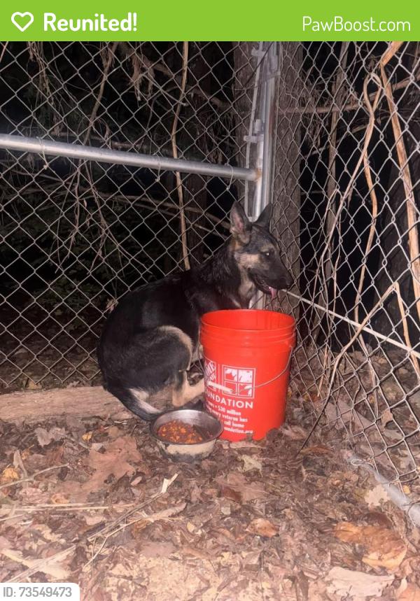 Reunited Female Dog last seen Jim Tom Rd and Guess Rd NE, Gordon County, GA 30734