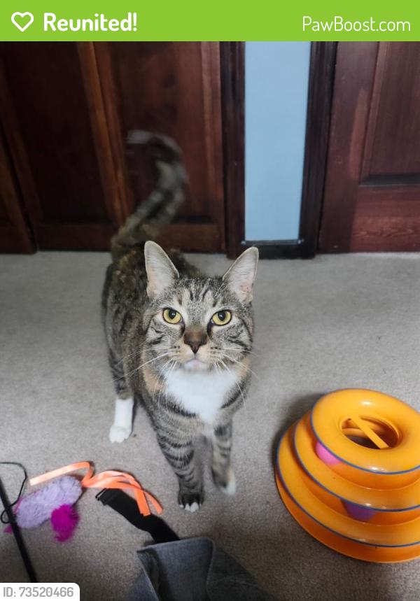 Reunited Female Cat last seen birkdale rd and joppa hill rd, Bedford, NH 03110