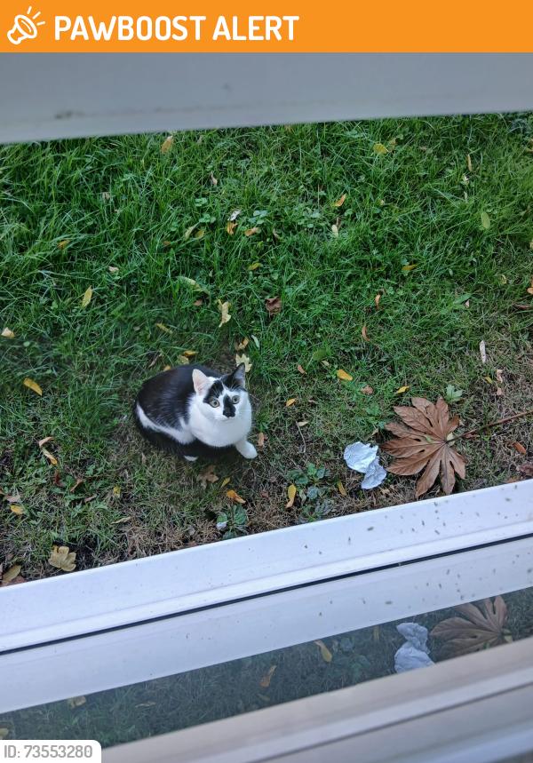 Found/Stray Unknown Cat last seen Tesco Colney Hatch Lane, Greater London, England N11 3NU