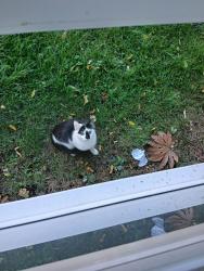 Found/Stray Unknown Cat last seen Tesco Colney Hatch Lane, Greater London, England N11 3NU