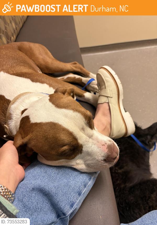 Found/Stray Female Dog last seen Near van alen, Durham, NC 27701